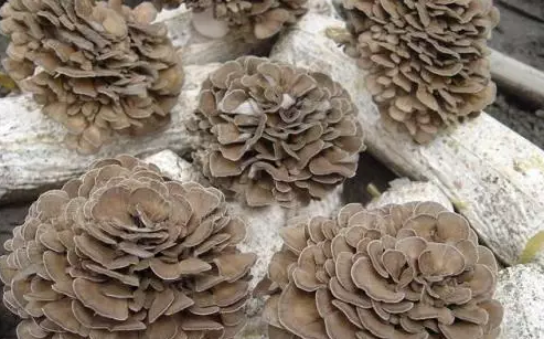 圖片關鍵詞 http://m.haobaoku.com/ewebeditor/uploadfile/20170914091445139001.png