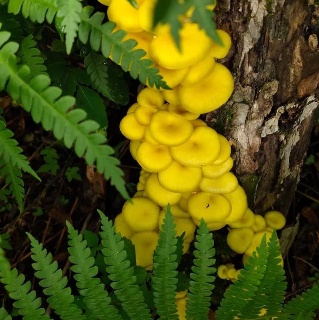 國家蘑菇地理：中國哪里的蘑菇最好吃？