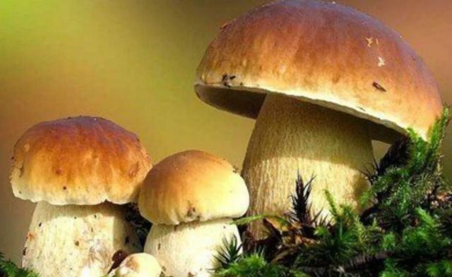 國家蘑菇地理：中國哪里的蘑菇最好吃？