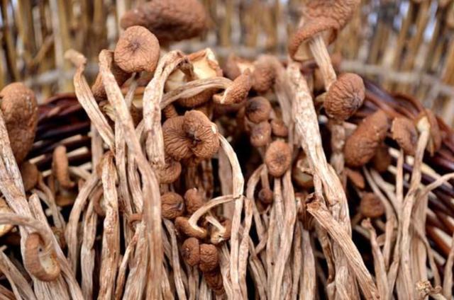 國家蘑菇地理：中國哪里的蘑菇最好吃？