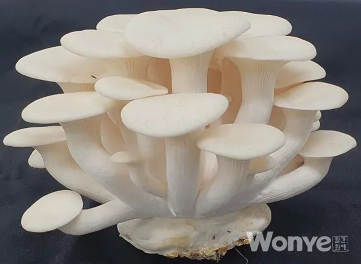 圖片關鍵詞 圖片關鍵詞